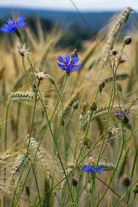 Preview wallpaper cornflower, flowers, ears, grass, field