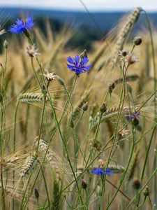 Preview wallpaper cornflower, flowers, ears, grass, field