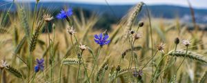 Preview wallpaper cornflower, flowers, ears, grass, field