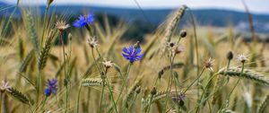 Preview wallpaper cornflower, flowers, ears, grass, field