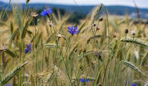 Preview wallpaper cornflower, flowers, ears, grass, field