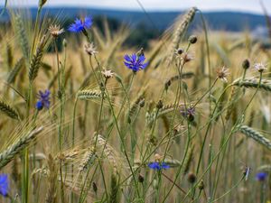 Preview wallpaper cornflower, flowers, ears, grass, field