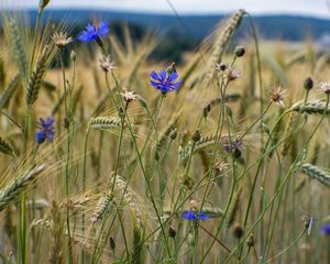 Preview wallpaper cornflower, flowers, ears, grass, field