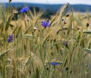 Preview wallpaper cornflower, flowers, ears, grass, field