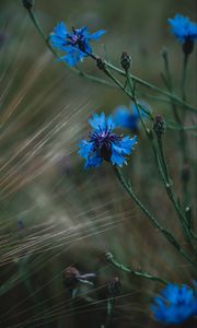 Preview wallpaper cornflower, flowers, grass, blue