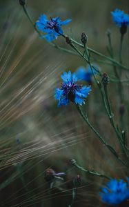 Preview wallpaper cornflower, flowers, grass, blue