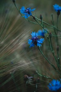 Preview wallpaper cornflower, flowers, grass, blue