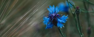 Preview wallpaper cornflower, flowers, grass, blue