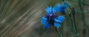 Preview wallpaper cornflower, flowers, grass, blue