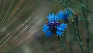 Preview wallpaper cornflower, flowers, grass, blue