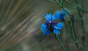 Preview wallpaper cornflower, flowers, grass, blue