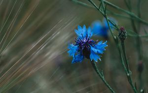 Preview wallpaper cornflower, flowers, grass, blue