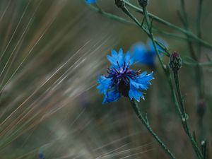 Preview wallpaper cornflower, flowers, grass, blue