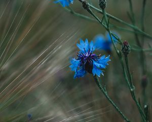 Preview wallpaper cornflower, flowers, grass, blue