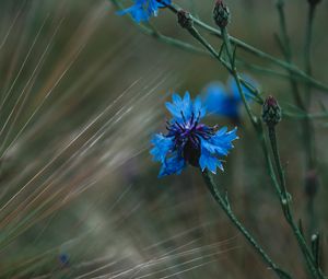 Preview wallpaper cornflower, flowers, grass, blue