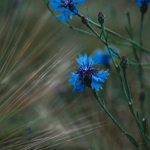 Preview wallpaper cornflower, flowers, grass, blue