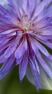 Preview wallpaper cornflower, petals, flowers, purple