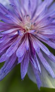 Preview wallpaper cornflower, petals, flowers, purple