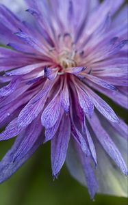 Preview wallpaper cornflower, petals, flowers, purple