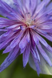 Preview wallpaper cornflower, petals, flowers, purple