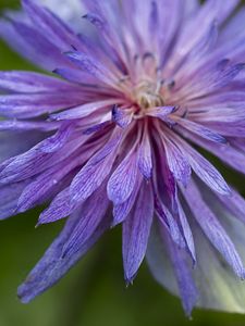 Preview wallpaper cornflower, petals, flowers, purple