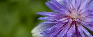 Preview wallpaper cornflower, petals, flowers, purple