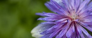 Preview wallpaper cornflower, petals, flowers, purple