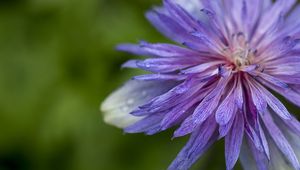 Preview wallpaper cornflower, petals, flowers, purple