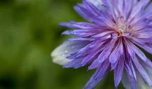 Preview wallpaper cornflower, petals, flowers, purple