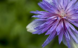 Preview wallpaper cornflower, petals, flowers, purple