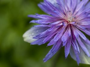 Preview wallpaper cornflower, petals, flowers, purple