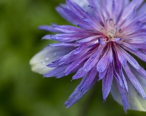 Preview wallpaper cornflower, petals, flowers, purple