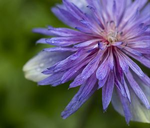 Preview wallpaper cornflower, petals, flowers, purple