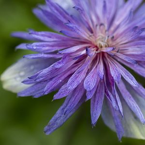 Preview wallpaper cornflower, petals, flowers, purple