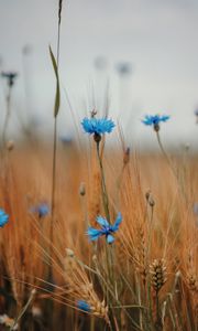 Preview wallpaper cornflower, wildflowers, ears, flowers, field