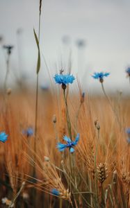 Preview wallpaper cornflower, wildflowers, ears, flowers, field