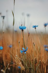 Preview wallpaper cornflower, wildflowers, ears, flowers, field