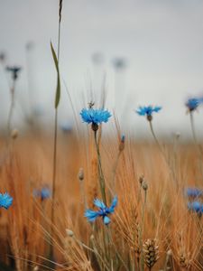 Preview wallpaper cornflower, wildflowers, ears, flowers, field