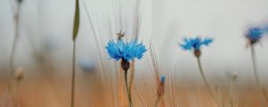 Preview wallpaper cornflower, wildflowers, ears, flowers, field