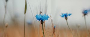 Preview wallpaper cornflower, wildflowers, ears, flowers, field