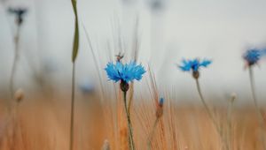 Preview wallpaper cornflower, wildflowers, ears, flowers, field