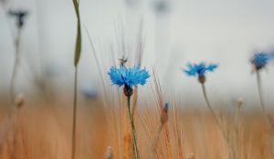 Preview wallpaper cornflower, wildflowers, ears, flowers, field