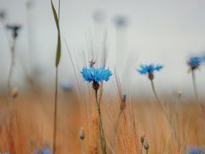 Preview wallpaper cornflower, wildflowers, ears, flowers, field