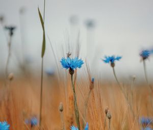 Preview wallpaper cornflower, wildflowers, ears, flowers, field