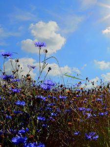 Preview wallpaper cornflowers, field, sun, sky, cloud, ears, nature