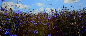 Preview wallpaper cornflowers, field, sun, sky, cloud, ears, nature