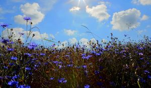 Preview wallpaper cornflowers, field, sun, sky, cloud, ears, nature