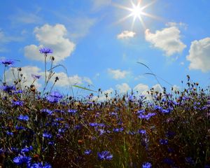 Preview wallpaper cornflowers, field, sun, sky, cloud, ears, nature