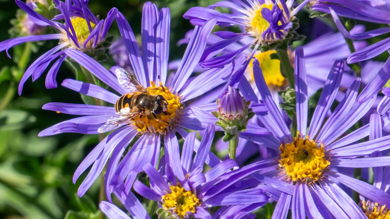 Wallpaper cornflowers, flowers, bee, petals, macro, purple