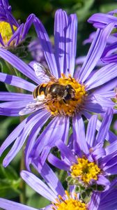Preview wallpaper cornflowers, flowers, bee, petals, macro, purple